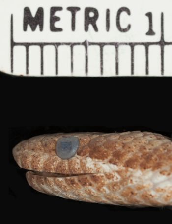 Media type: image;   Herpetology R-12141